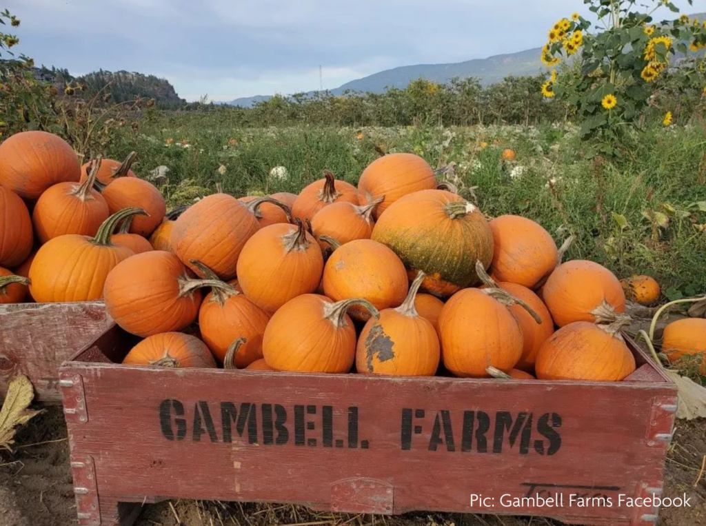 pumpkin patch