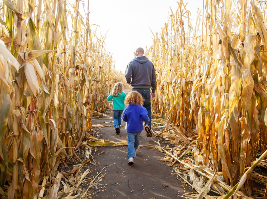 corn maze